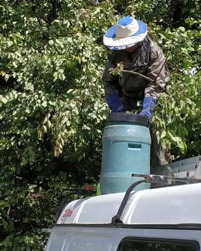 Пчелы на дереве