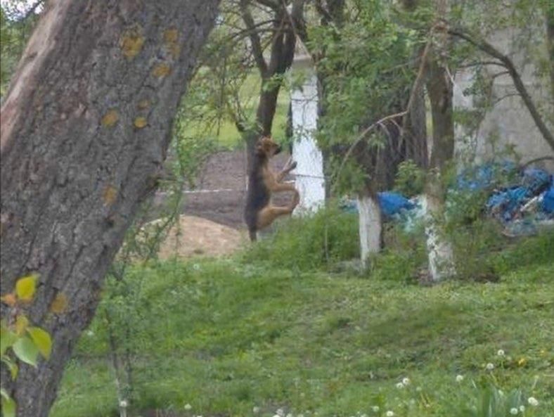 Под Днепром мужчина повесил щенка. Новости Днепра