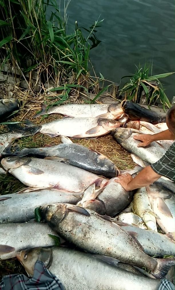 водохранилище рыба мор Апостолово