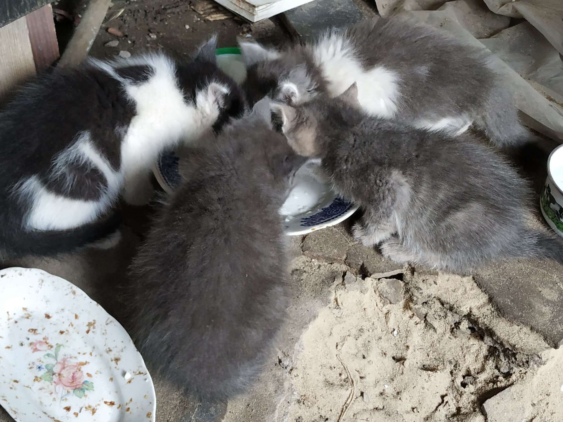 В Днепре 4 котят ищут новые дома. Новости Днепра