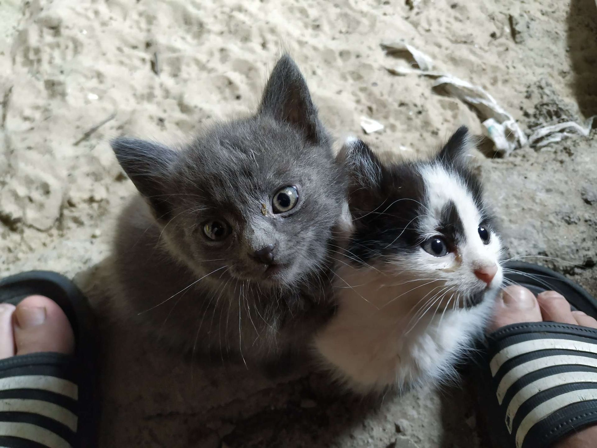 В Днепре 4 котят ищут новые дома. Новости Днепра