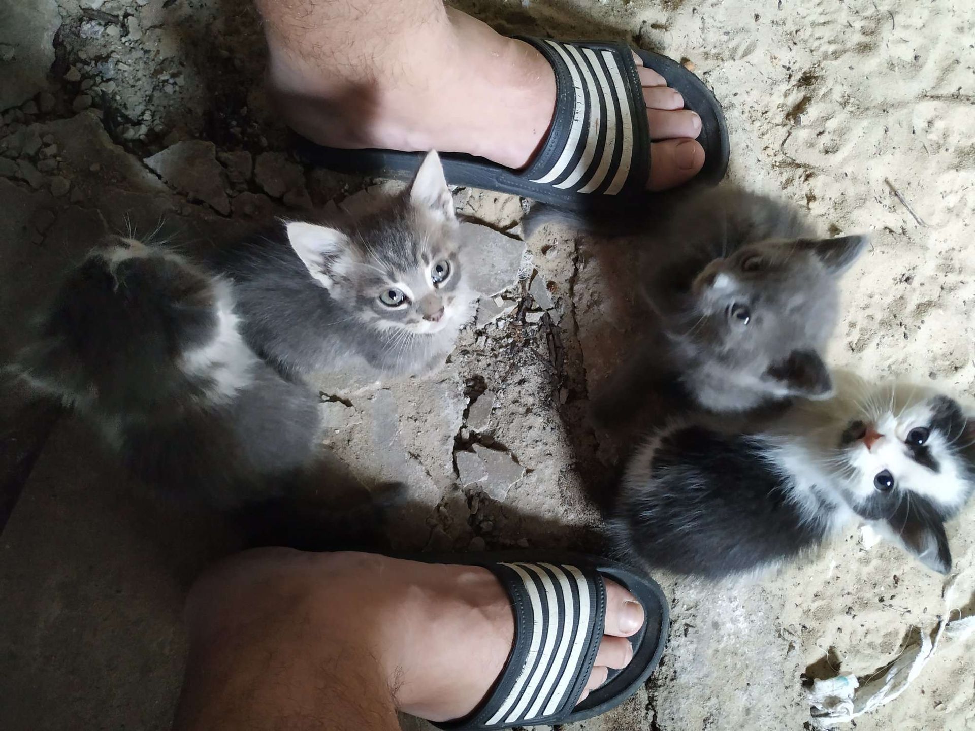 В Днепре 4 котят ищут новые дома. Новости Днепра