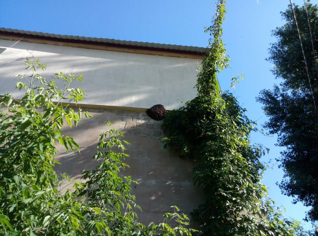 В Днепре на доме поселились пчелы. Новости Днепра