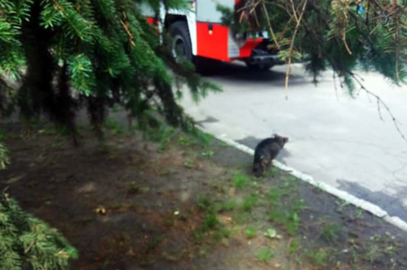 На Днепропетровщине спасли собаку, которая упала в канализационный колодец. Новости Днепра