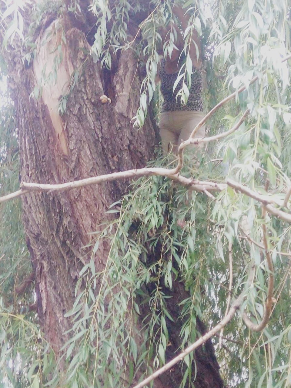 спасатели ГСЧС Днепр дерево