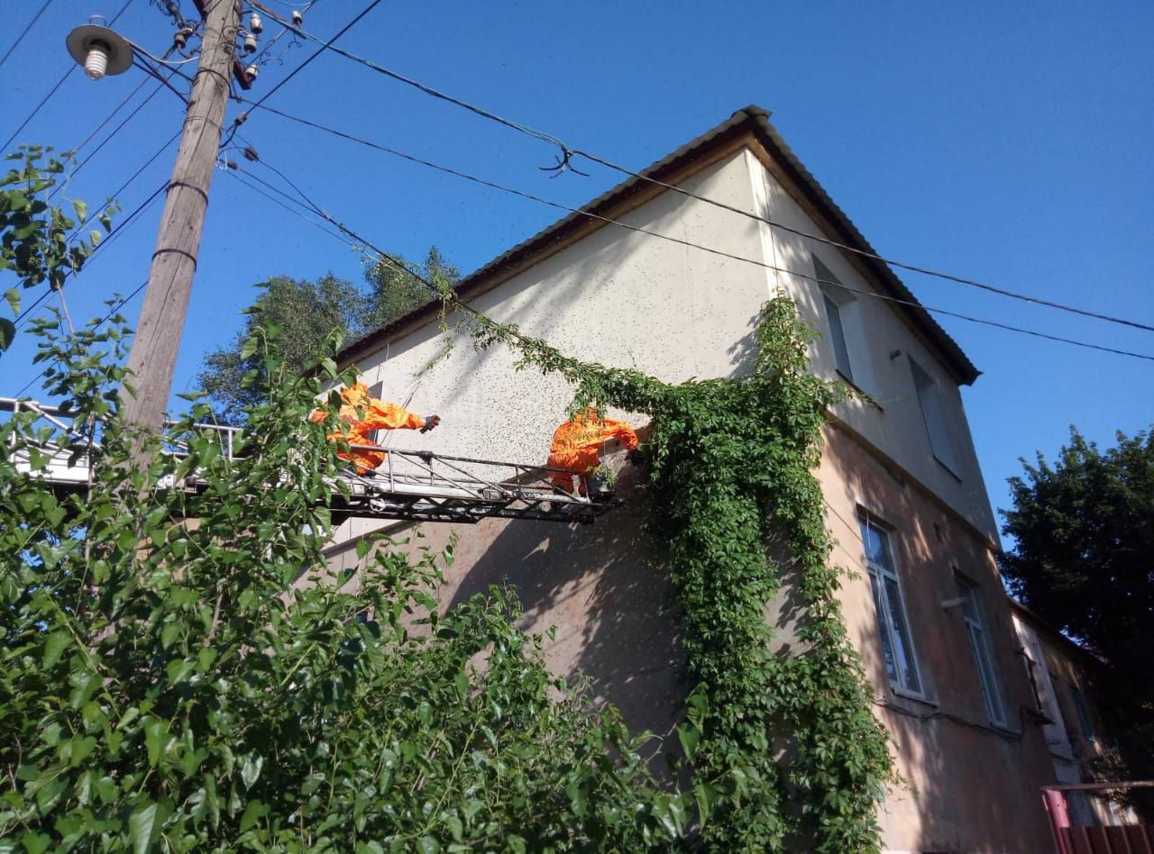 В Днепре на доме поселились пчелы. Новости Днепра