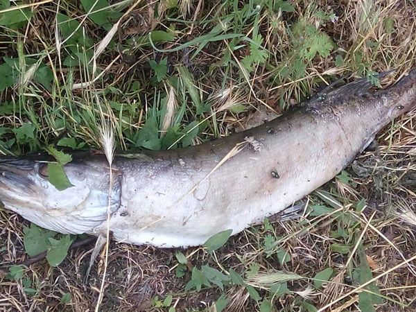 озеро Днепр