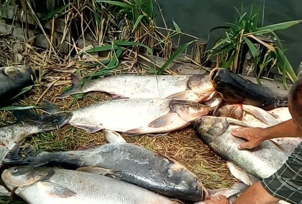 водохранилище рыба мор Апостолово