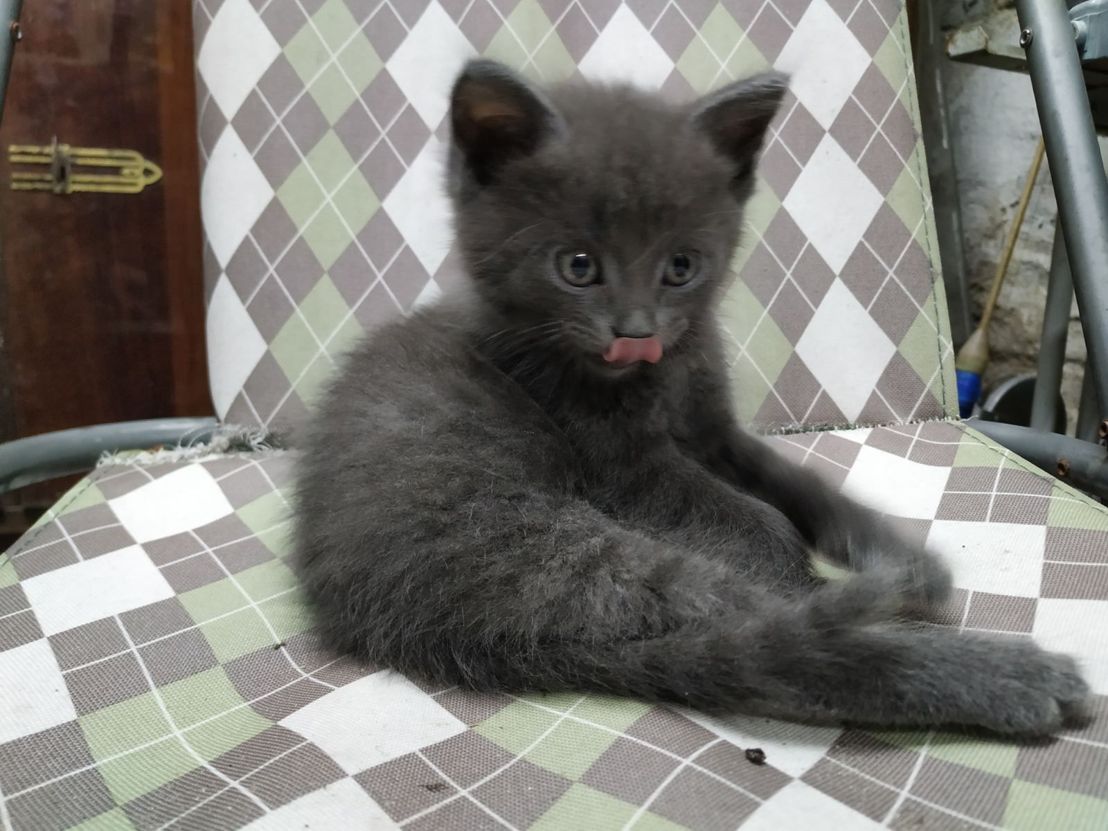 В Днепре 5 котят ищут новые дома. Новости Днепра