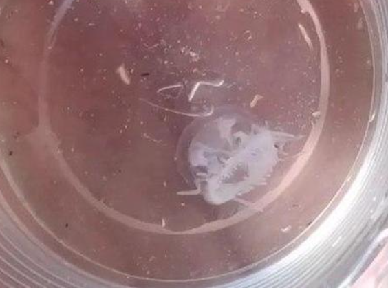 Отдыхающие даже успели запечатлеть непривычное для этого мета представителя водной фауны. Новости Днепра
