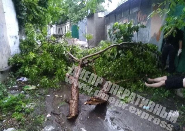 В Днепре на мужчину упала ветка. Новости Днепра