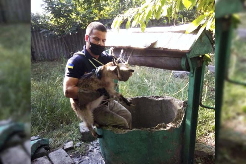 Животное находилось на глубине трех метров. Новости Днепра