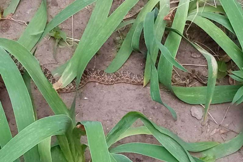 Спасатели поймали и выпустили на свободу большую змею. Новости Днепра