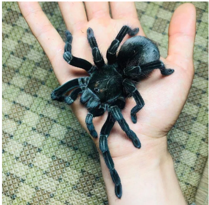 ТОП экзотических животных в Днепре. Новости Днепра