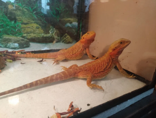 ТОП экзотических животных в Днепре. Новости Днепра