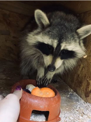 ТОП экзотических животных в Днепре. Новости Днепра