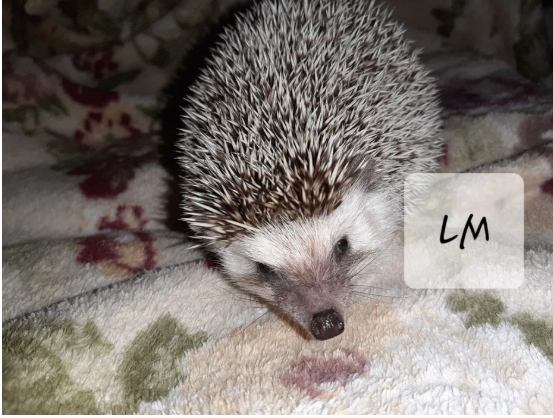 ТОП экзотических животных в Днепре. Новости Днепра