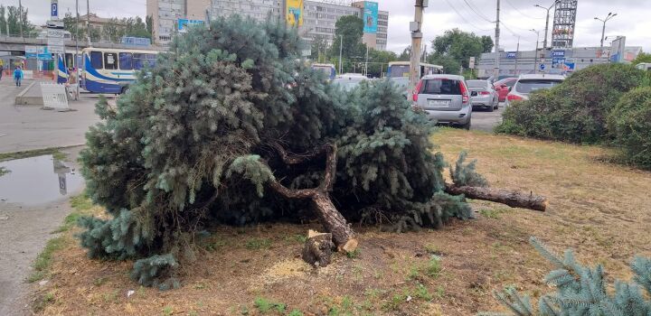 В Днепре у цирка вырубили голубые ели. Новости Днепра