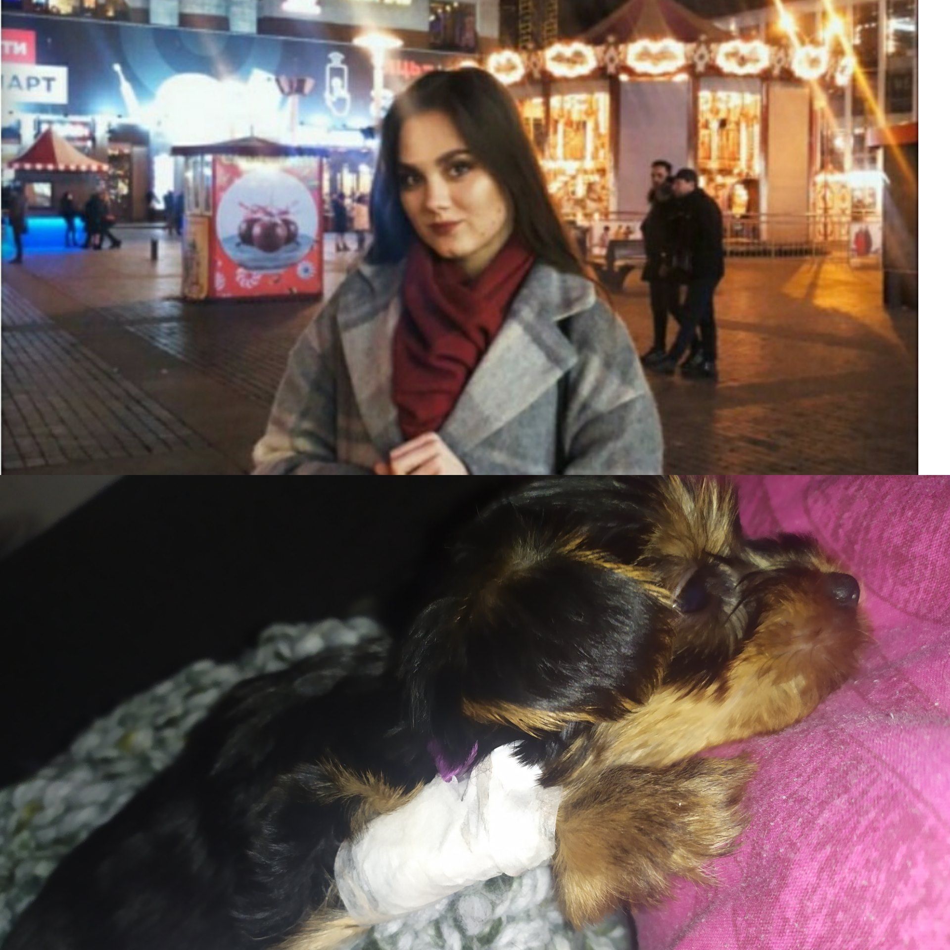 Врача ветклиники обвиняют в убийстве собаки. Новости Днепра