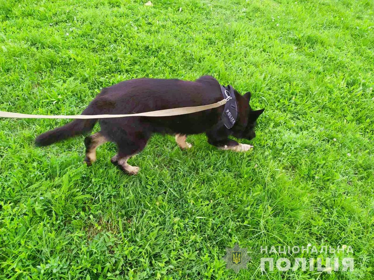 Собака задержала грабителя по запаху. Новости Днепра