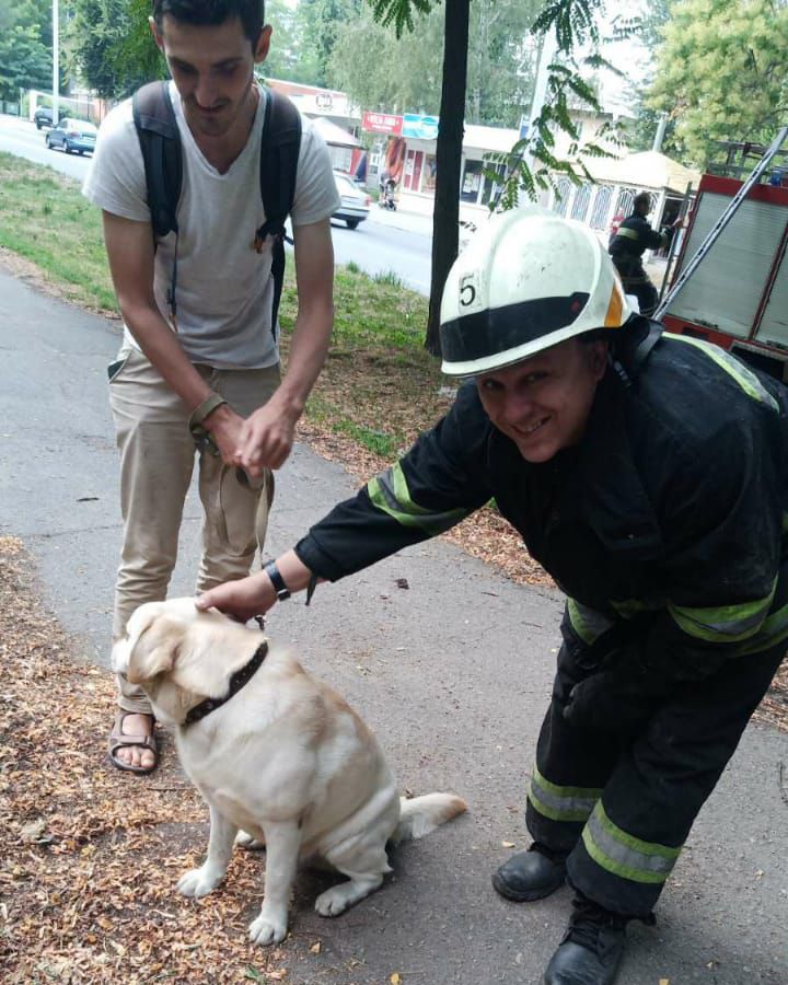 Собака упала в заброшенный коллектор. Новости Днепра