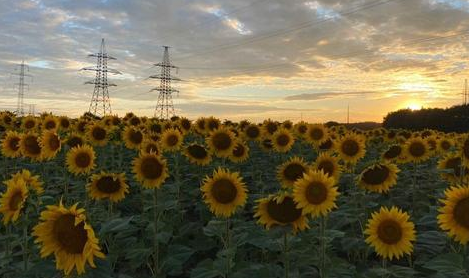 В поле нашли тело пропавшего мужчины. Новости Днепра