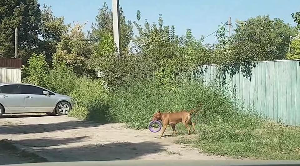 Бойцовая собака гуляет без поводка возле школы. Новости Днепра