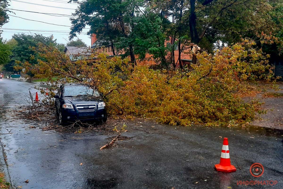 В Днепре на автомобиль упало дерево. Новости Днепра