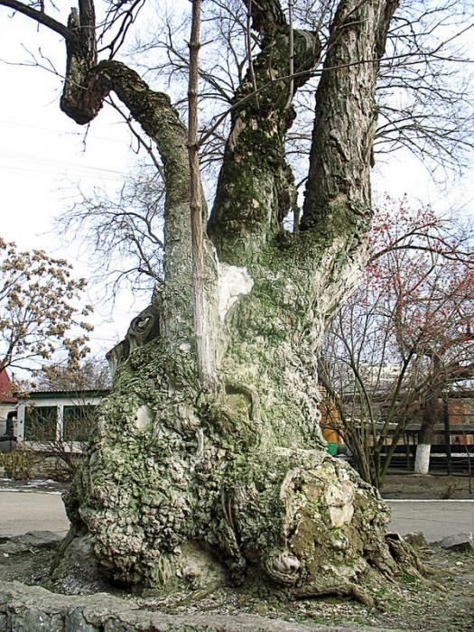 Деревья в Днепре