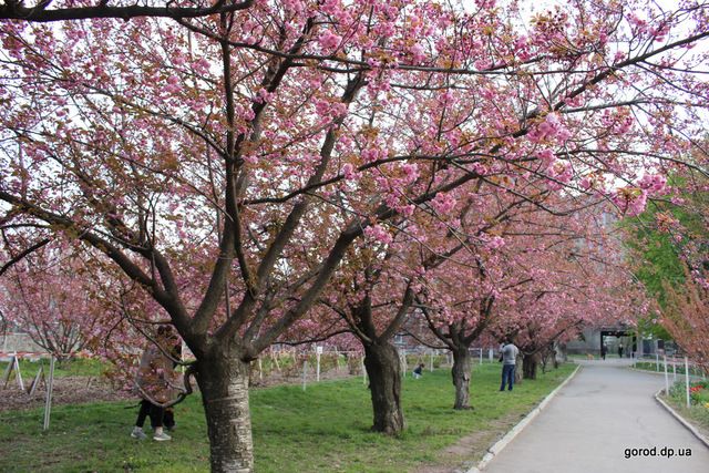 Деревья в Днепре