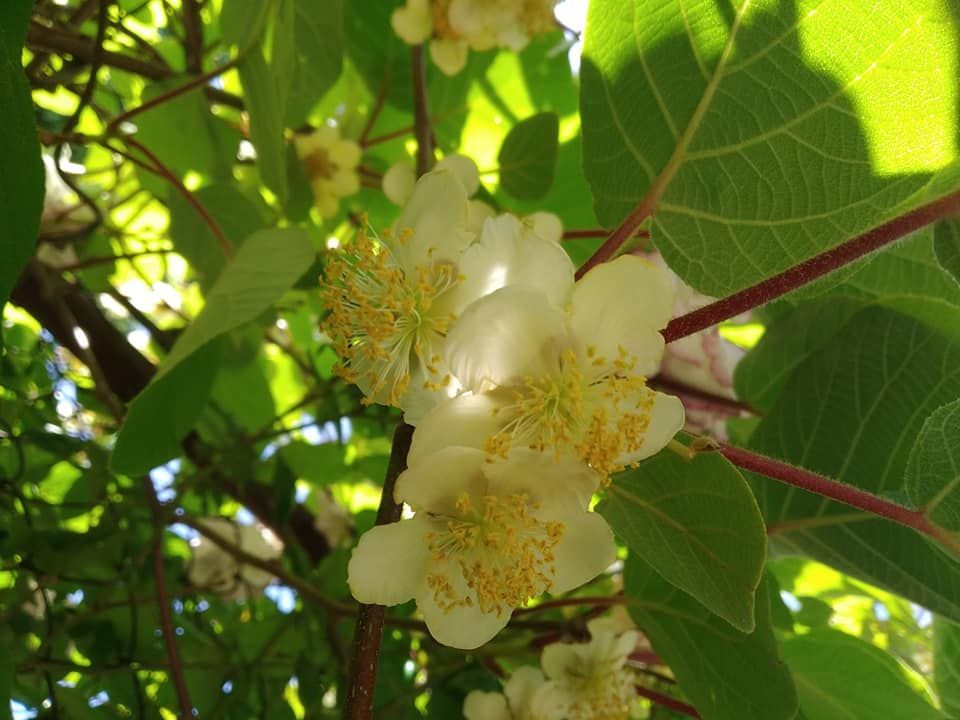 Деревья в Днепре