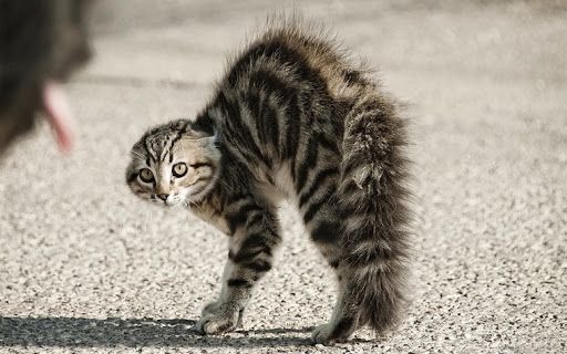 В сети показали ужасающие снимки жестокого обращения с животными. Новости Днепра