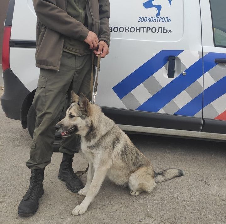 В области напали на девушку. Новости Днепра