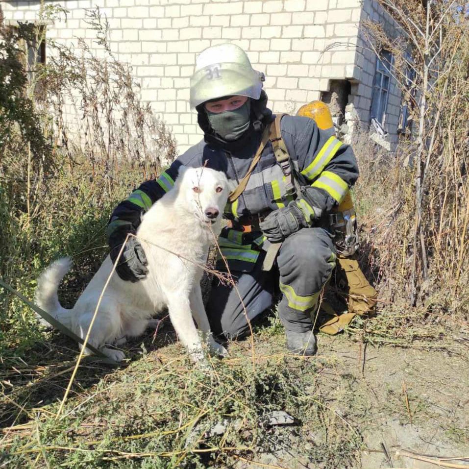 Собака упала в колодец. Новости Днепра
