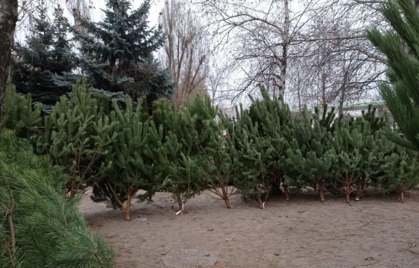 Нелегальная. Новости Днепра