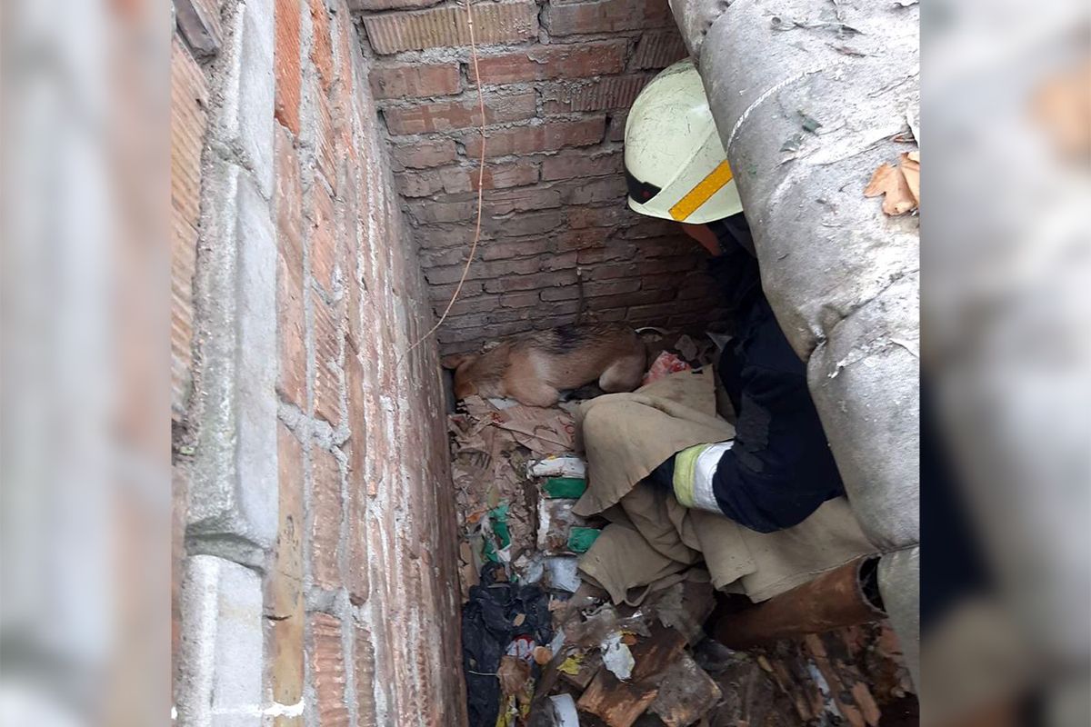 В Днепре спасатели вытащили собаку из ямы. Новости Днепра