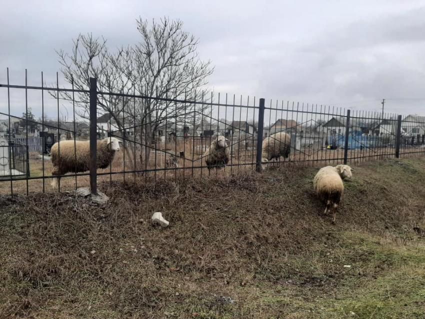 Пастух. новости Днепра