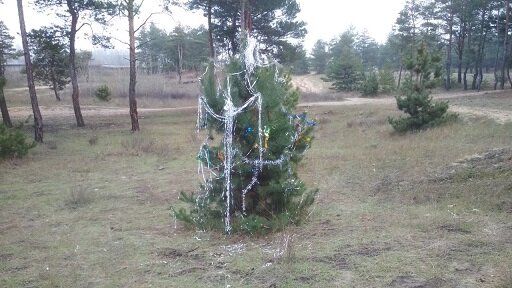 Зеленую красавицу не стали «убивать», а нарядили прямо в лесу. Новости Днепра
