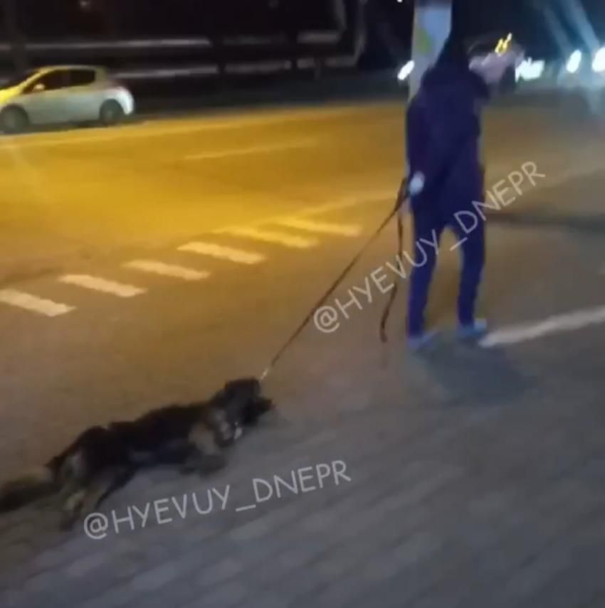 Мертвую собаку тащили. Новости Днепра