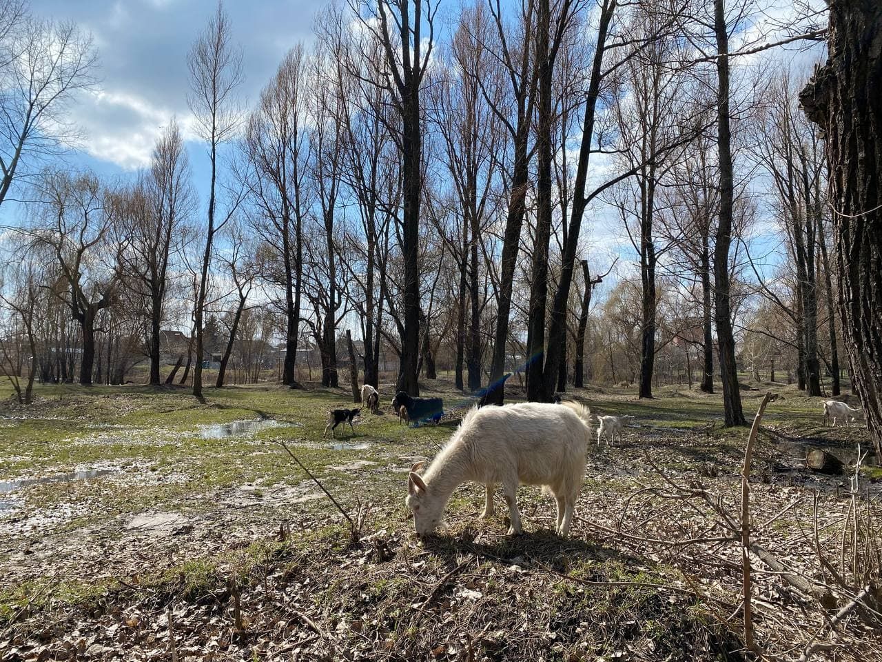 Забытый, но чистый: как выглядит парк Кирова в Днепре сейчас. Новости Днепра
