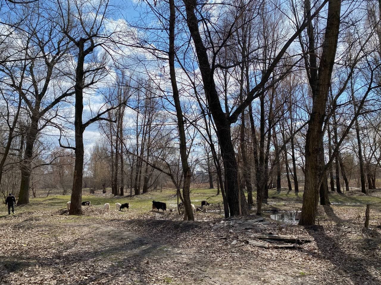 Забытый, но чистый: как выглядит парк Кирова в Днепре сейчас. Новости Днепра