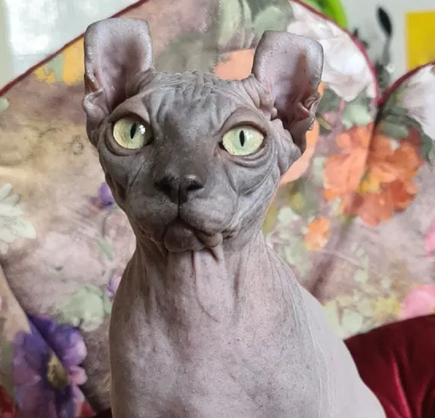 котята
