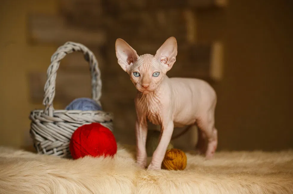 котята