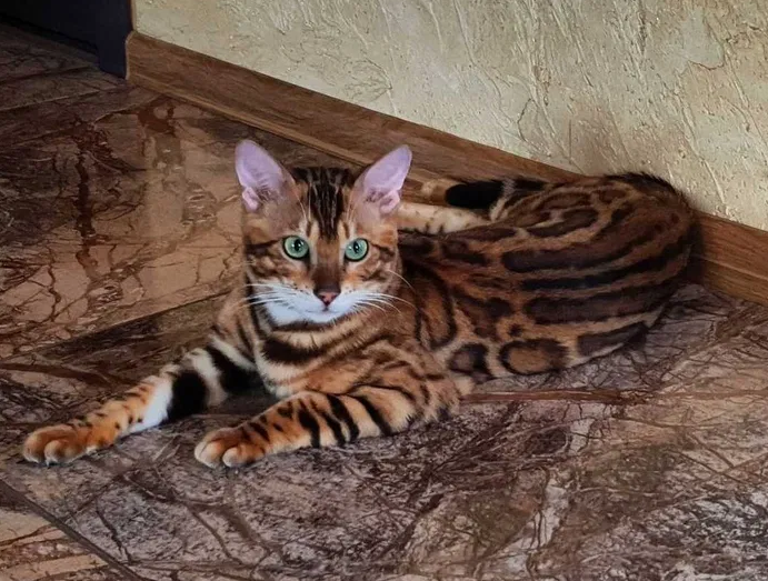 котята