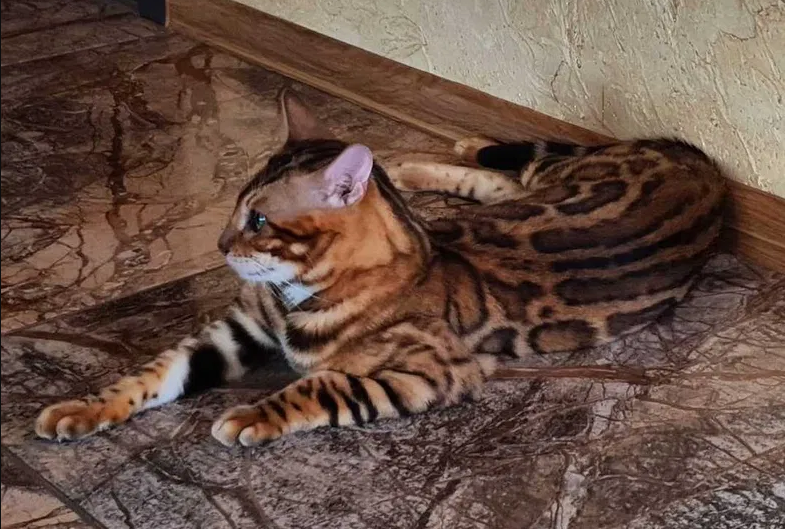 котята