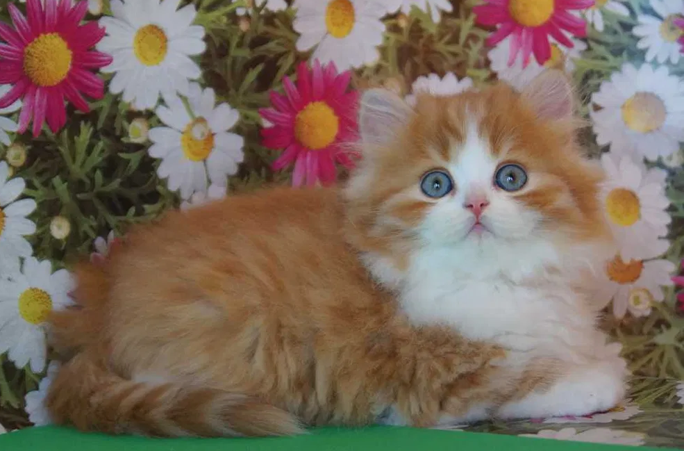 котята