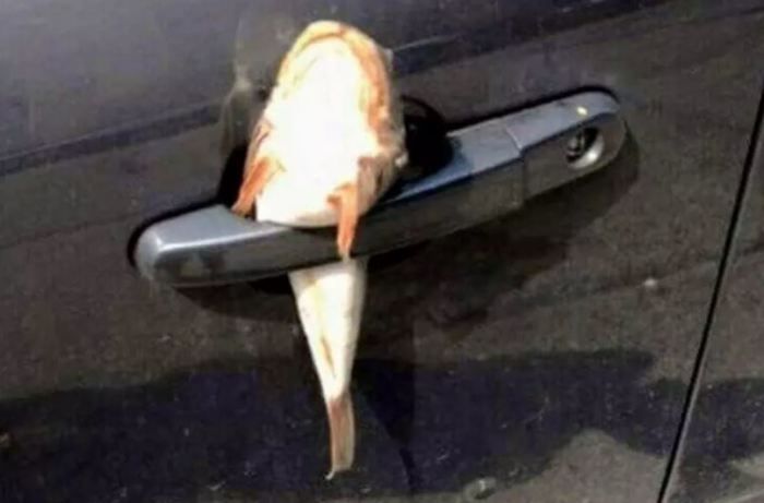 Машина. Новости Днепра