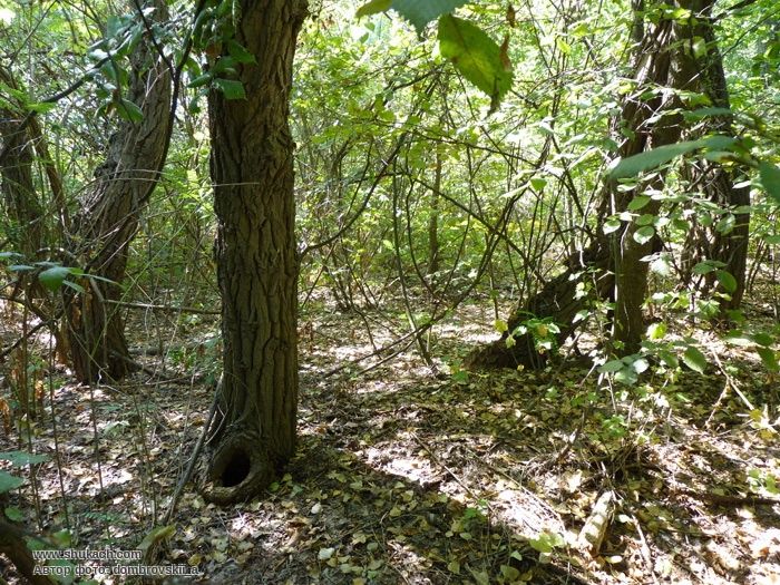 шевский остров