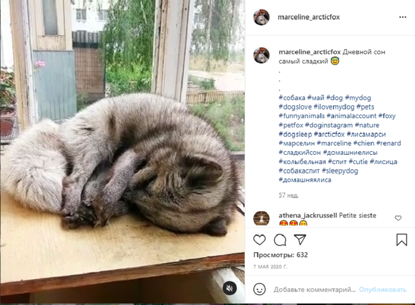 животные инстаграм