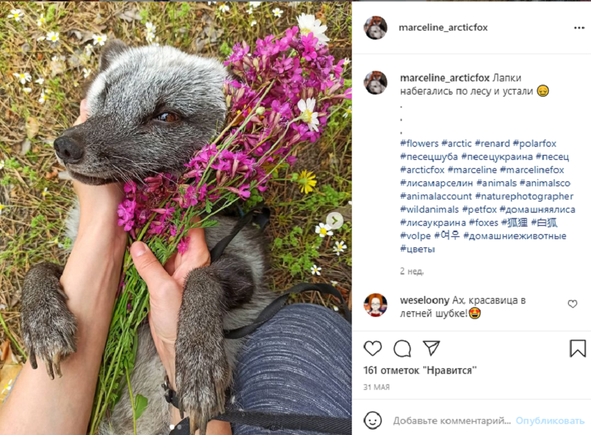 животные инстаграм